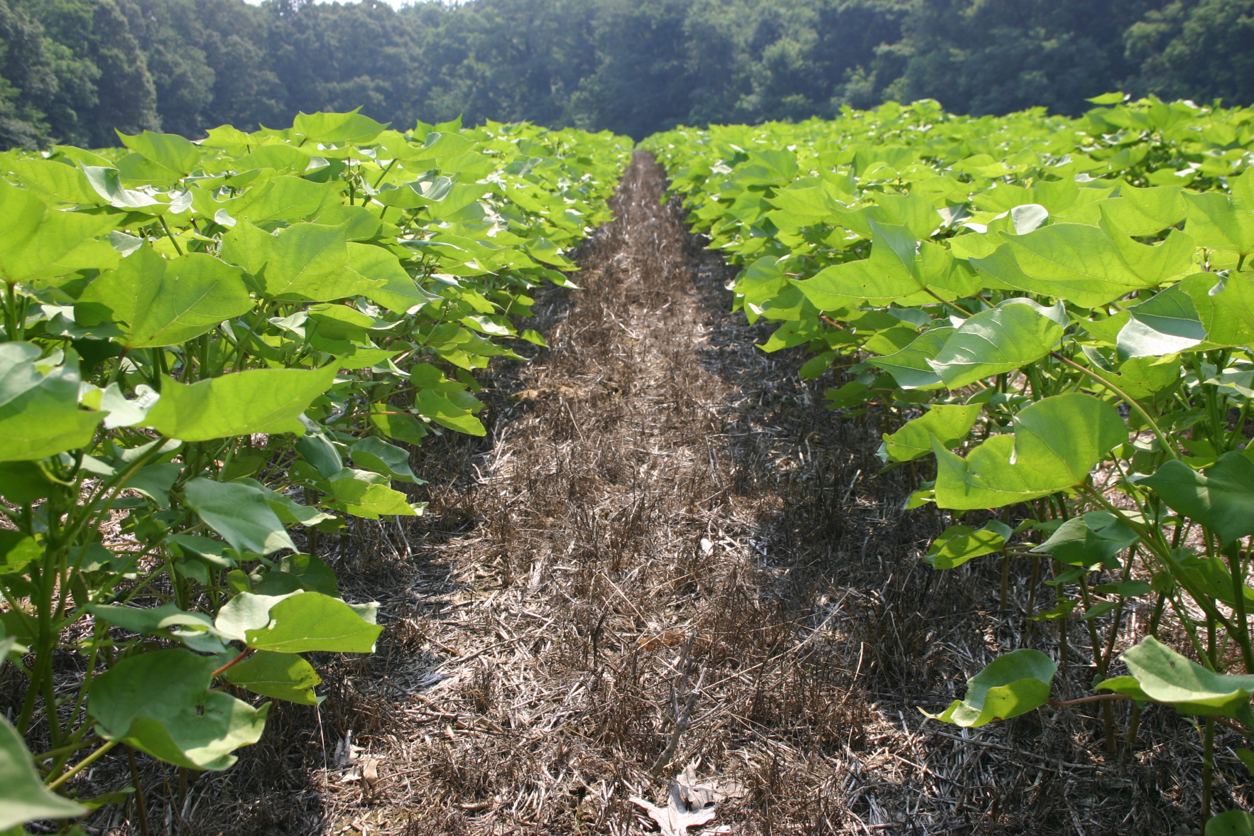 No-till cotton in Milan, TN.